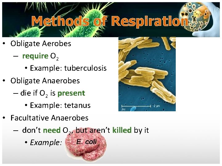 Methods of Respiration • Obligate Aerobes – require O 2 • Example: tuberculosis •