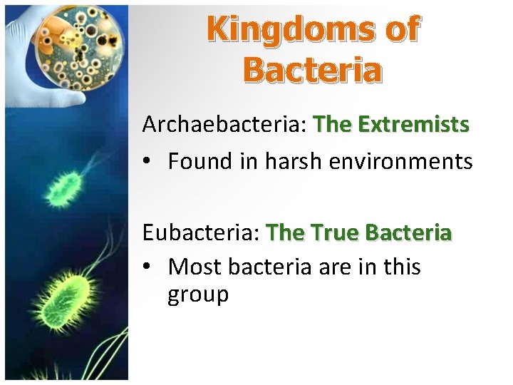 Kingdoms of Bacteria Archaebacteria: The Extremists • Found in harsh environments Eubacteria: The True