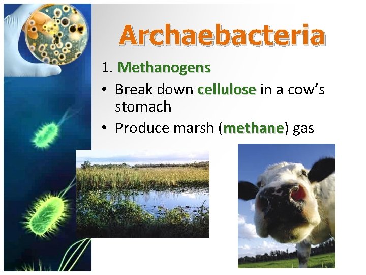 Archaebacteria 1. Methanogens • Break down cellulose in a cow’s stomach • Produce marsh