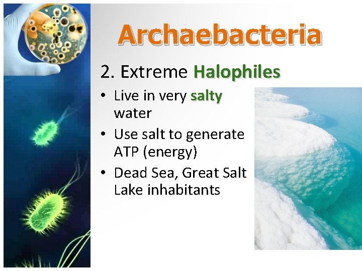 Archaebacteria 2. Extreme Halophiles • Live in very salty water • Use salt to