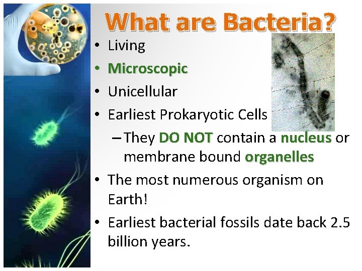What are Bacteria? Living Microscopic Unicellular Earliest Prokaryotic Cells – They DO NOT contain