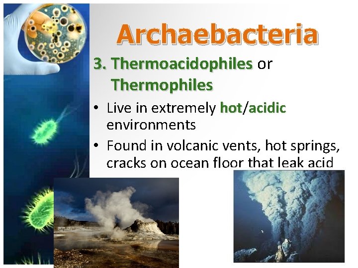 Archaebacteria 3. Thermoacidophiles or Thermophiles • Live in extremely hot/ hot acidic environments •