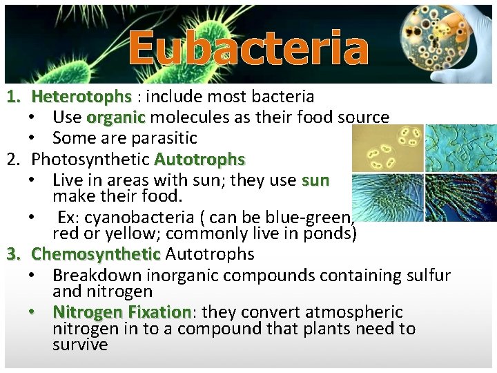 Eubacteria 1. Heterotophs : include most bacteria • Use organic molecules as their food