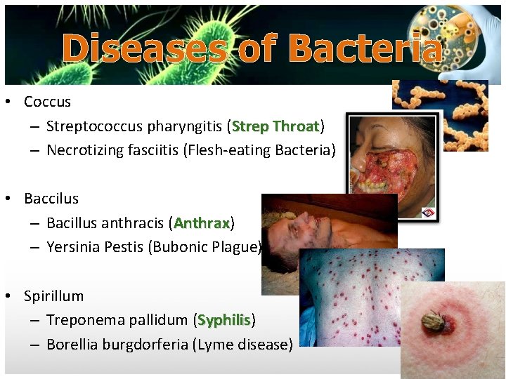 Diseases of Bacteria • Coccus – Streptococcus pharyngitis (Strep Throat) Throat – Necrotizing fasciitis