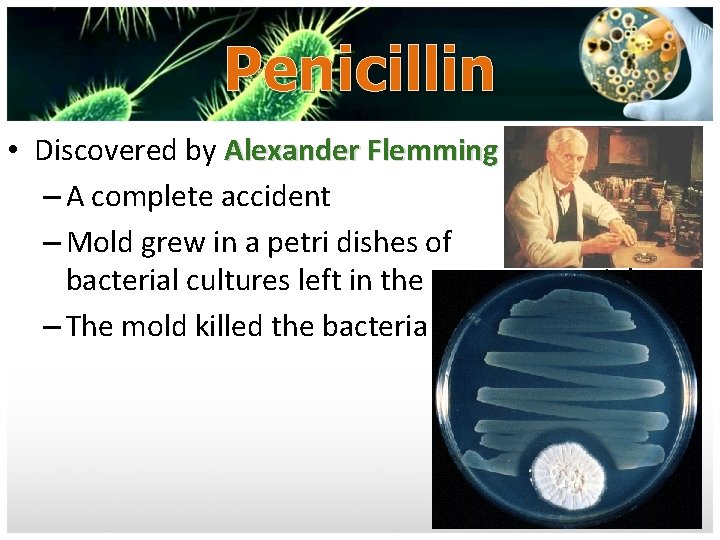 Penicillin • Discovered by Alexander Flemming – A complete accident – Mold grew in