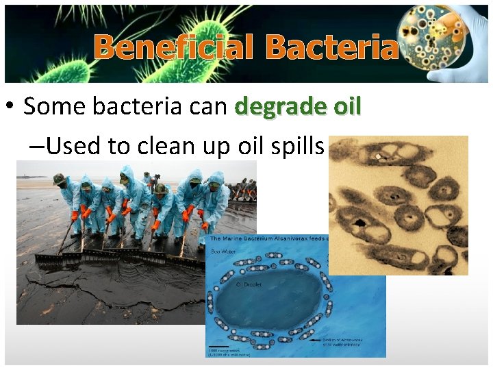 Beneficial Bacteria • Some bacteria can degrade oil –Used to clean up oil spills