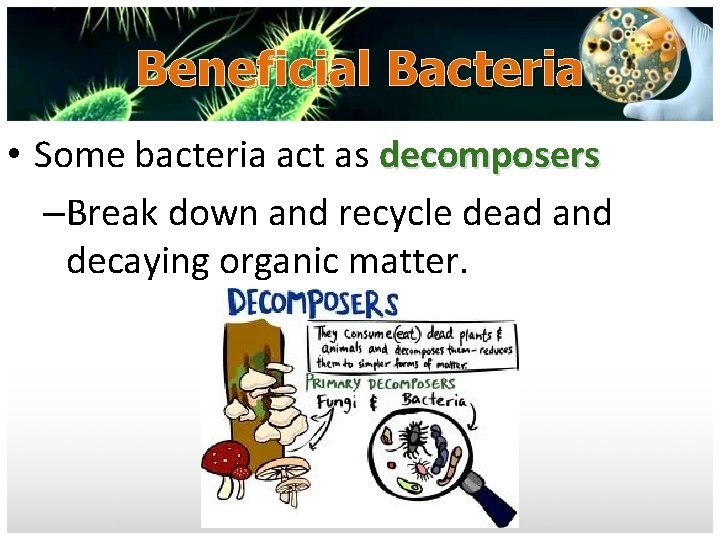 Beneficial Bacteria • Some bacteria act as decomposers –Break down and recycle dead and