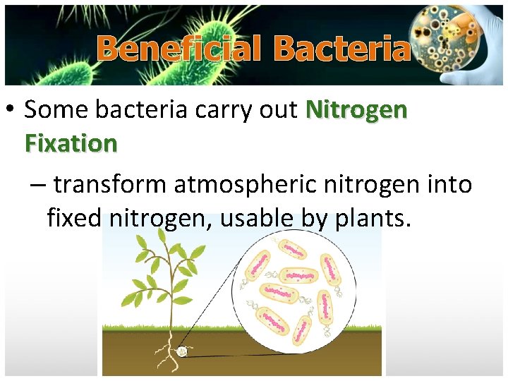 Beneficial Bacteria • Some bacteria carry out Nitrogen Fixation – transform atmospheric nitrogen into