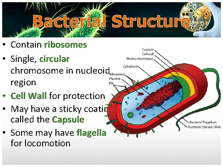 Bacterial Structure • Contain ribosomes • Single, circular chromosome in nucleoid region • Cell