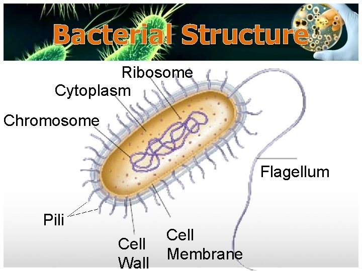 Bacterial Structure Ribosome Cytoplasm Chromosome Flagellum Pili Cell Wall Cell Membrane 
