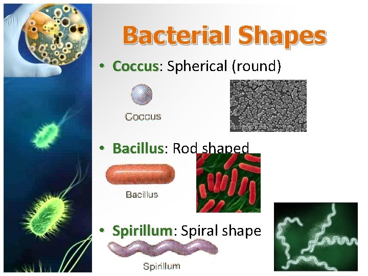 Bacterial Shapes • Coccus: Coccus Spherical (round) • Bacillus: Bacillus Rod shaped • Spirillum: