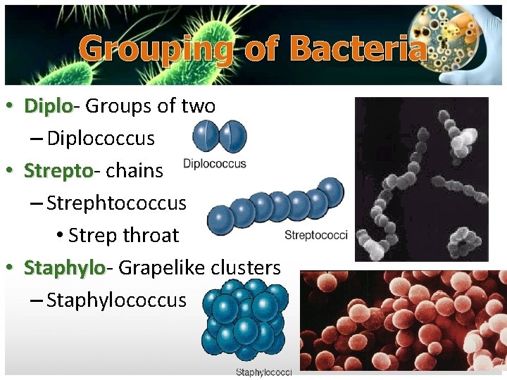 Grouping of Bacteria • Diplo Groups of two – Diplococcus • Strepto chains –