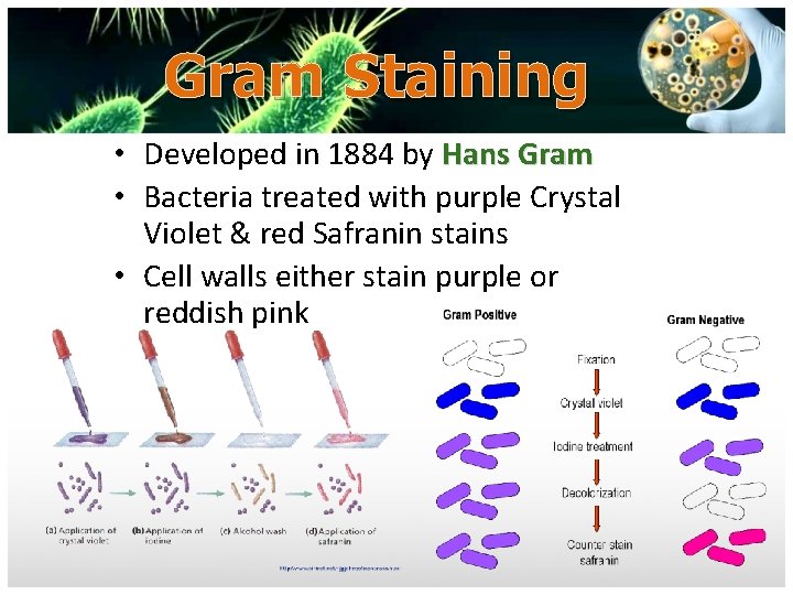 Gram Staining • Developed in 1884 by Hans Gram • Bacteria treated with purple