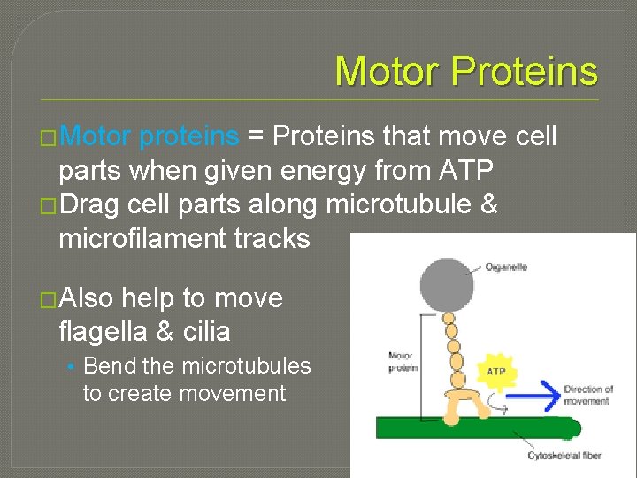 Motor Proteins �Motor proteins = Proteins that move cell parts when given energy from