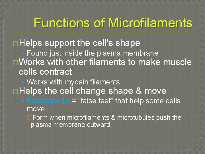 Functions of Microfilaments �Helps support the cell’s shape • Found just inside the plasma