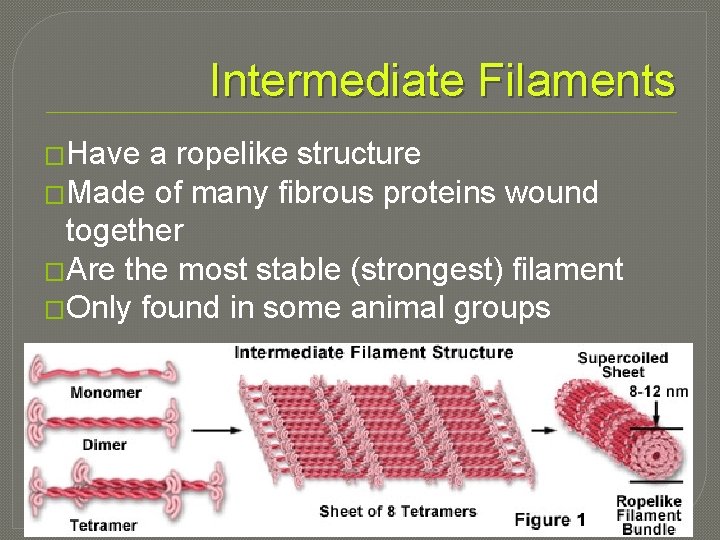 Intermediate Filaments �Have a ropelike structure �Made of many fibrous proteins wound together �Are
