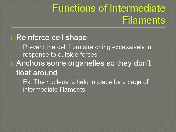 Functions of Intermediate Filaments �Reinforce cell shape • Prevent the cell from stretching excessively