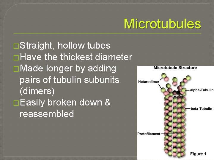 Microtubules �Straight, hollow tubes �Have thickest diameter �Made longer by adding pairs of tubulin