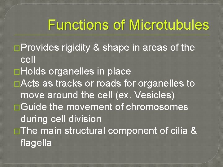 Functions of Microtubules �Provides rigidity & shape in areas of the cell �Holds organelles
