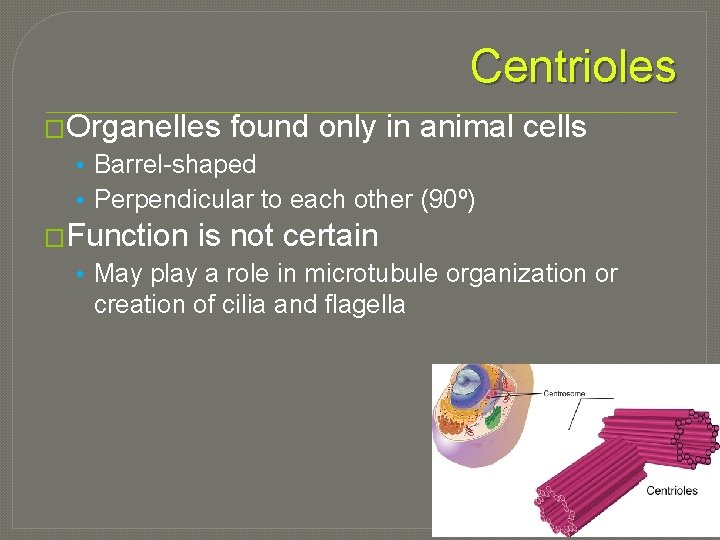 Centrioles �Organelles found only in animal cells • Barrel-shaped • Perpendicular to each other