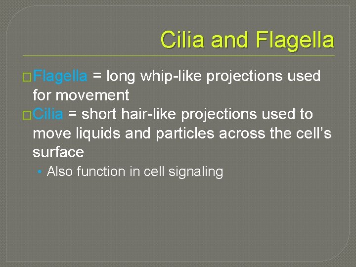Cilia and Flagella �Flagella = long whip-like projections used for movement �Cilia = short