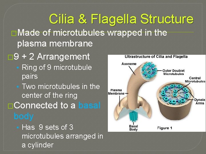 Cilia & Flagella Structure �Made of microtubules wrapped in the plasma membrane � 9