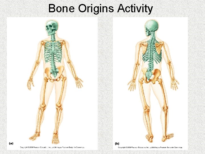 Bone Origins Activity 