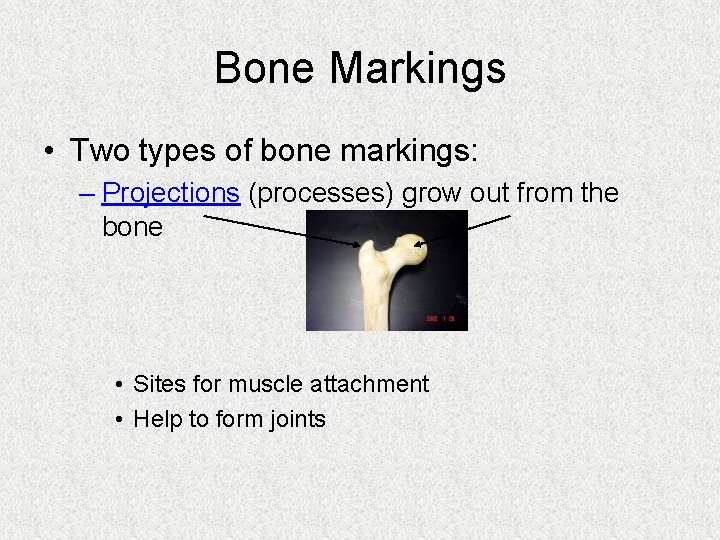 Bone Markings • Two types of bone markings: – Projections (processes) grow out from