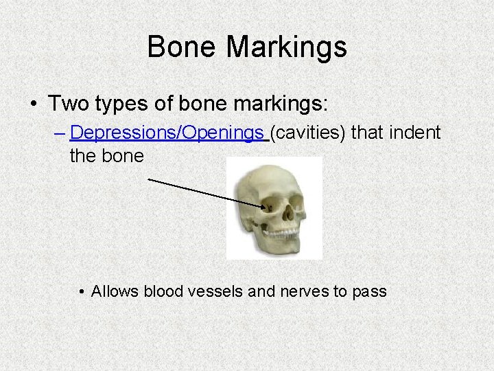 Bone Markings • Two types of bone markings: – Depressions/Openings (cavities) that indent the