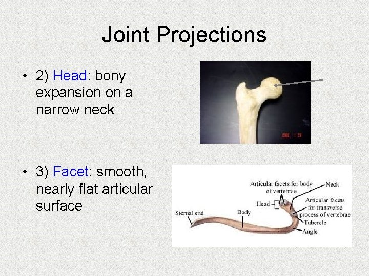 Joint Projections • 2) Head: bony expansion on a narrow neck • 3) Facet: