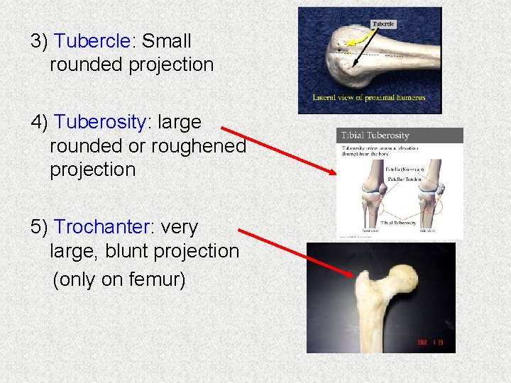 3) Tubercle: Small rounded projection 4) Tuberosity: large rounded or roughened projection 5) Trochanter: