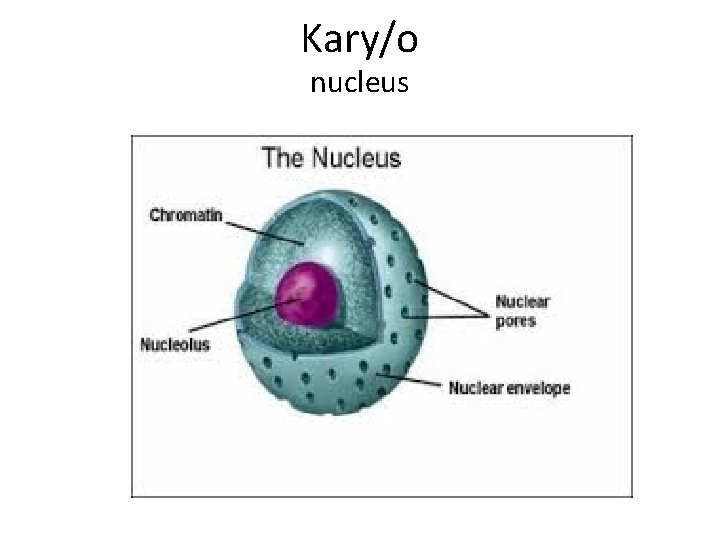 Kary/o nucleus 