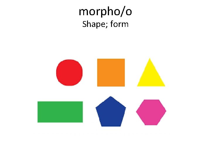 morpho/o Shape; form 