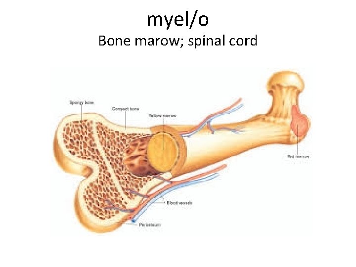 myel/o Bone marow; spinal cord 