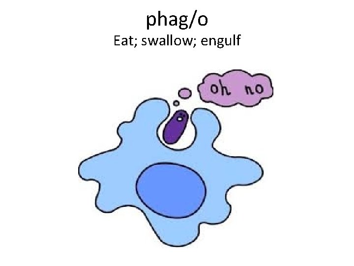phag/o Eat; swallow; engulf 