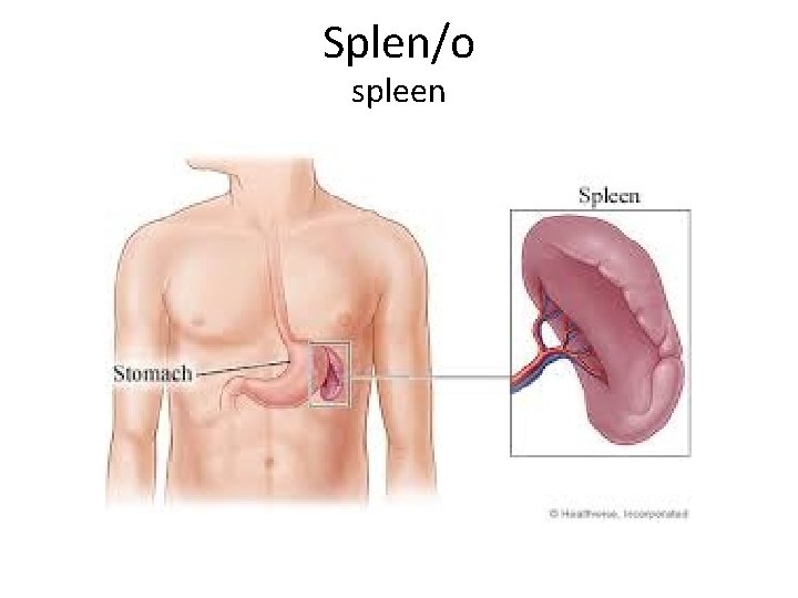 Splen/o spleen 