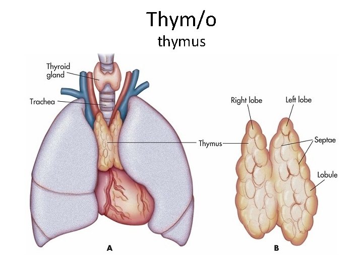 Thym/o thymus 
