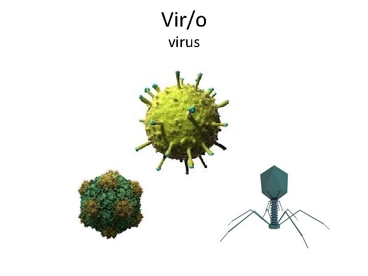 Vir/o virus 