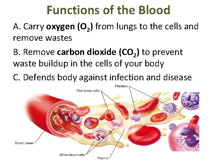Functions of the Blood A. Carry oxygen (O 2) from lungs to the cells