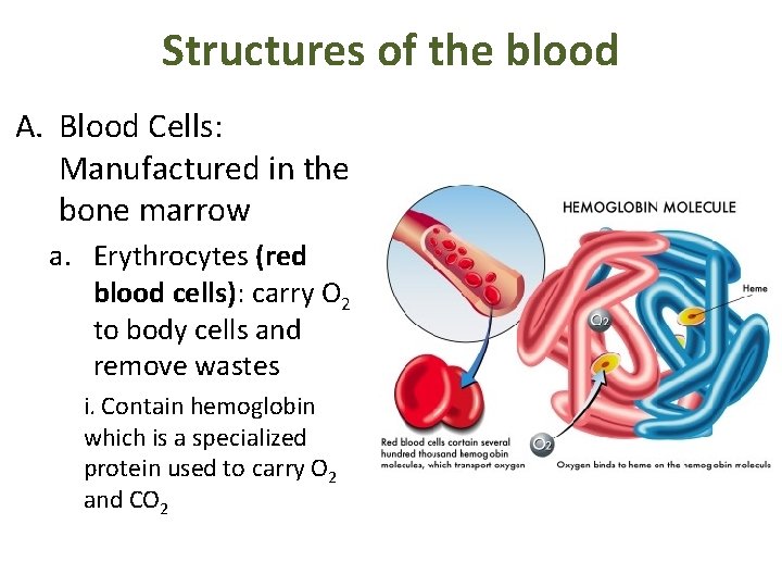 Structures of the blood A. Blood Cells: Manufactured in the bone marrow a. Erythrocytes