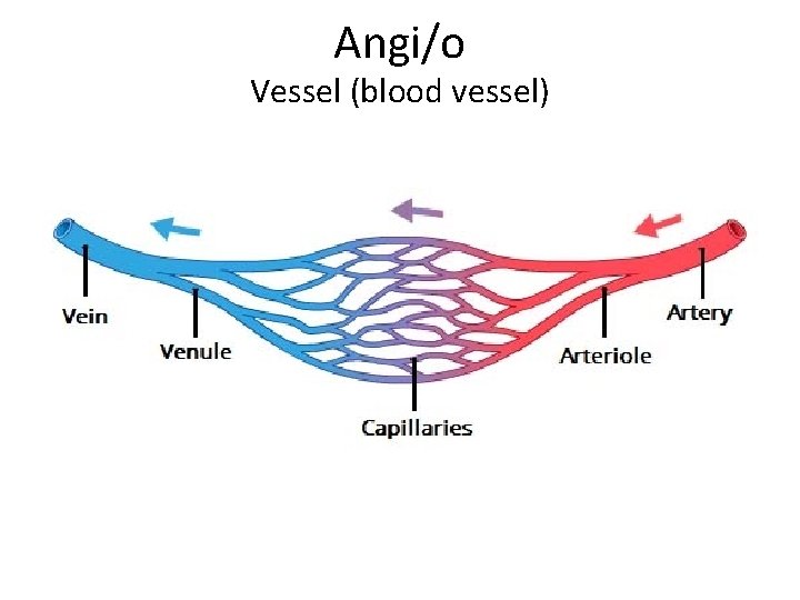 Angi/o Vessel (blood vessel) 