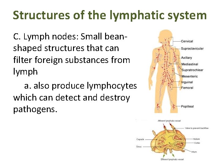 Structures of the lymphatic system C. Lymph nodes: Small beanshaped structures that can filter