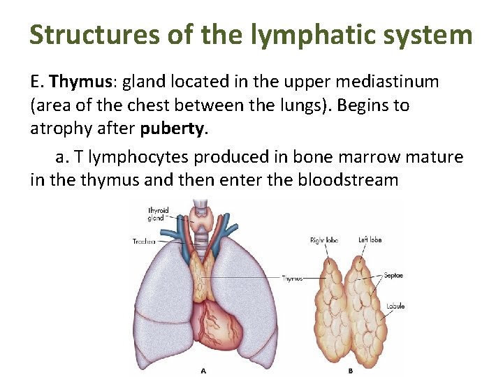 Structures of the lymphatic system E. Thymus: gland located in the upper mediastinum (area