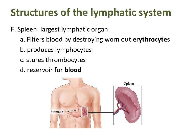 Structures of the lymphatic system F. Spleen: largest lymphatic organ a. Filters blood by
