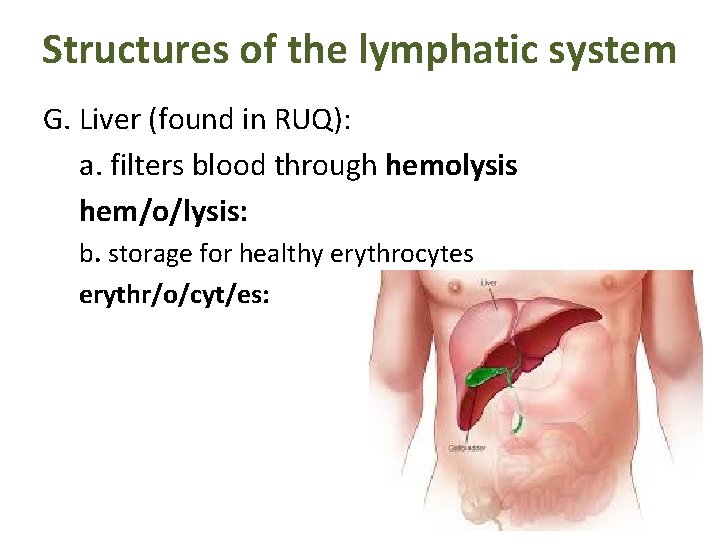 Structures of the lymphatic system G. Liver (found in RUQ): a. filters blood through