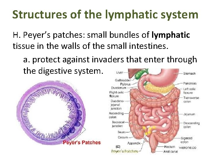 Structures of the lymphatic system H. Peyer’s patches: small bundles of lymphatic tissue in