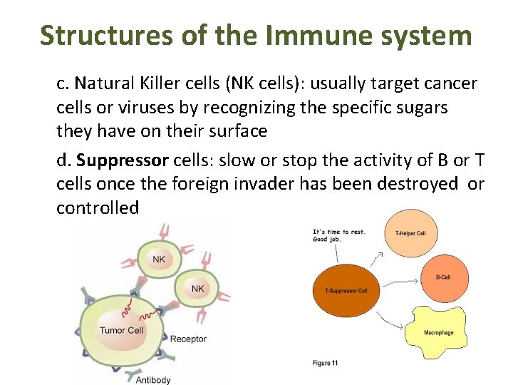 Structures of the Immune system c. Natural Killer cells (NK cells): usually target cancer