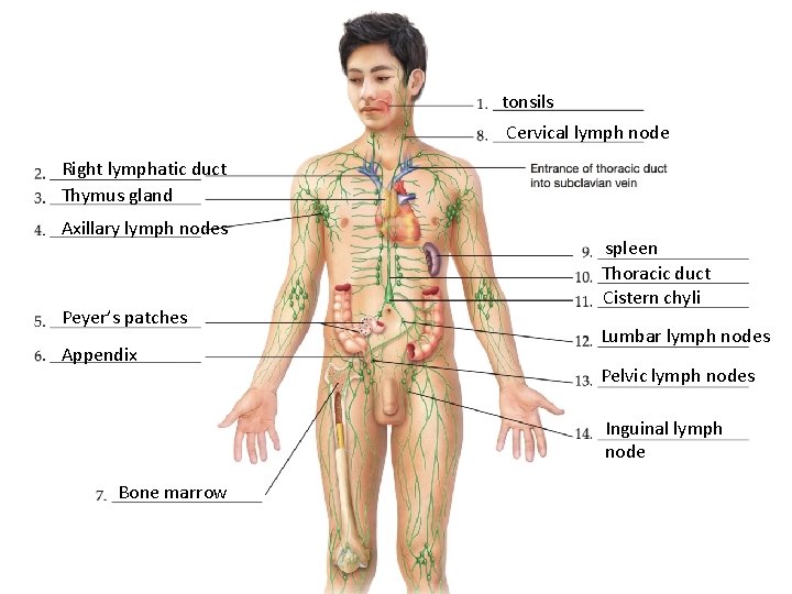 tonsils Cervical lymph node Right lymphatic duct Thymus gland Axillary lymph nodes Peyer’s patches