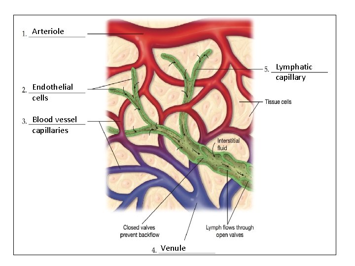 Arteriole Lymphatic capillary Endothelial cells Blood vessel capillaries Venule 