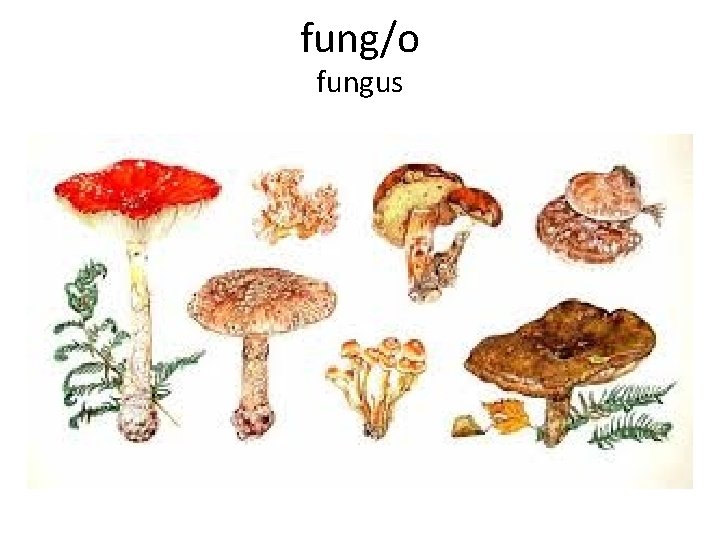 fung/o fungus 
